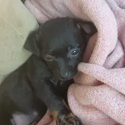 Chihuahua puppy