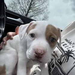 Pitbull puppy