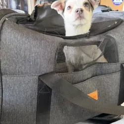 Chihuahua