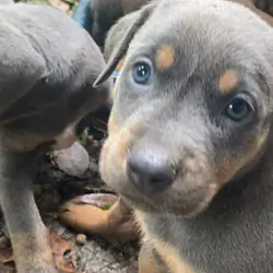 Doberman bully puppies