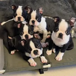 Boston Terrier Puppies for sale