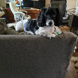 Cockapoo