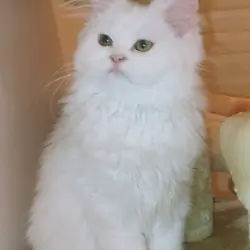 Persian White with very light gren eyes