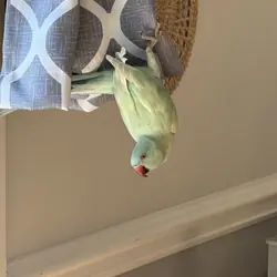 Emerald harlequin Indian ringneck