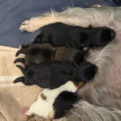 Yorkie puppies