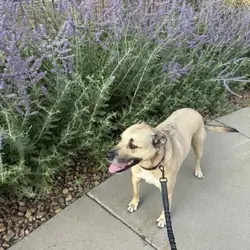 Black Mouth Cur