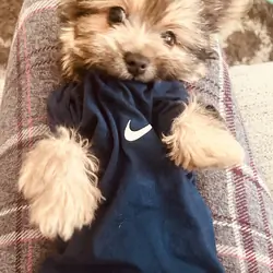 Yorkshire Terrier puppy