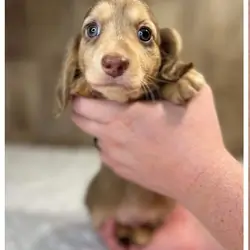Doxies puppies for sale in