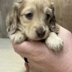 Dachshund puppies for adoption