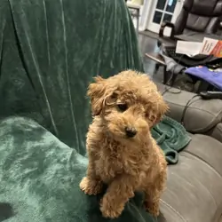 AKC Toy Poodle