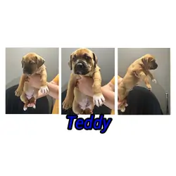 Pitbull cane corso puppies