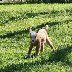 Nigerian Dwarfs Goats (Females)