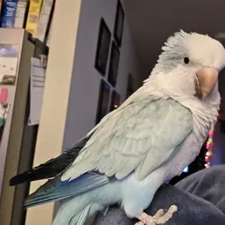 Blue Quaker