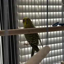 Female Adult Budgie Free cage and accessories