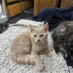 Kitten