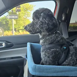 Miniature Poodle