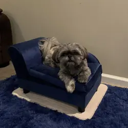 Bentley, Your Best Friend!