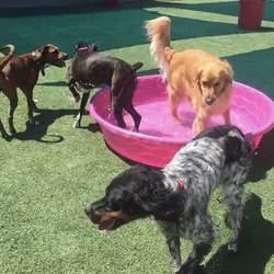 Underdog Kennels Dog Daycare and Boarding