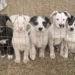 15 week old puppies