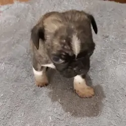 male panda pug puppy