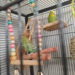 6 keets