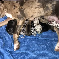 Cane Corso Catahoula Puppies