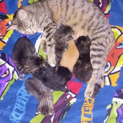 Kittens free to good home