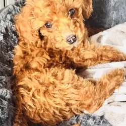 2 months old male Mini golden doodle