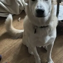 FREE 2 year old Shepard/Husky mix