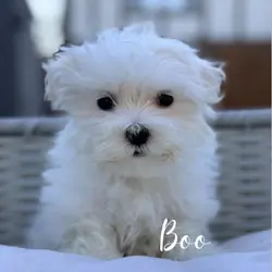 Puppy