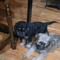 Cocker spaniel maltipoo mix