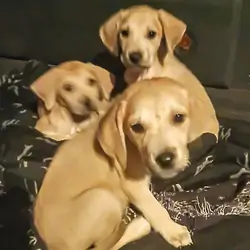 Black mouth cur puppies