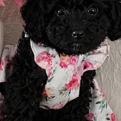 Cockadoodlepoo