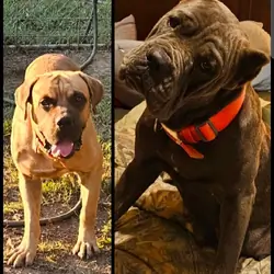 Cane Corsos