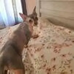 Sphynx female