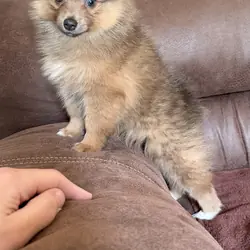 Pomeranian puppy