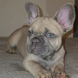 French Bulldogs