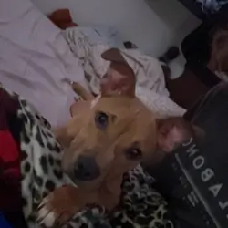 Puppy