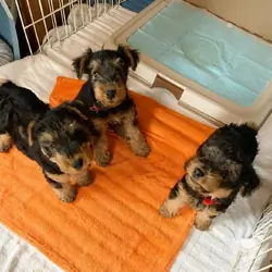 Welsh Terrier puppies for sale