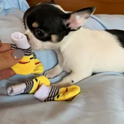 Loving Female Chihuahua Needs a New Home