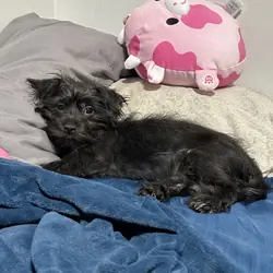 Shih Tzu/Schnauzer Mix