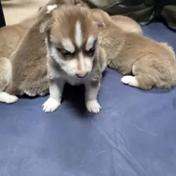 Puppies