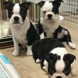 Boston Terrier Puppies