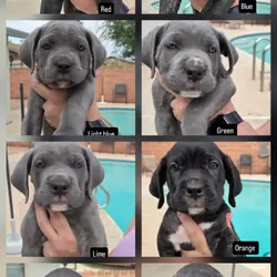 AKC Cane Corso pups