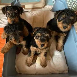 Welsh Terrier Puppies