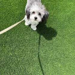 Chinese Crested Shih Tzu Mixed