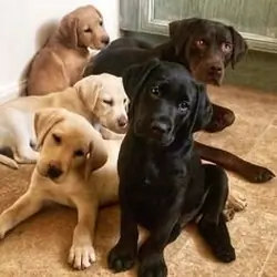 Adorable Labrador Retriever Puppies – Ready