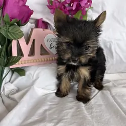Yorkie