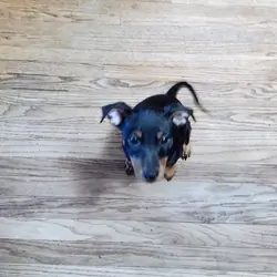 Miniature pincher
