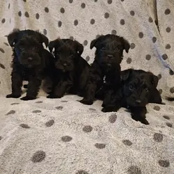 AKC miniature schnauzer